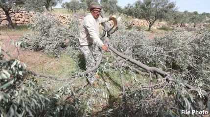 olive trees cut down by settlers