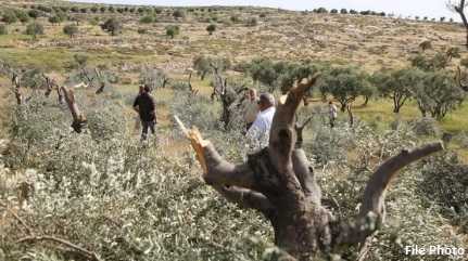 Jewish settlers uproot Palestinian olive trees