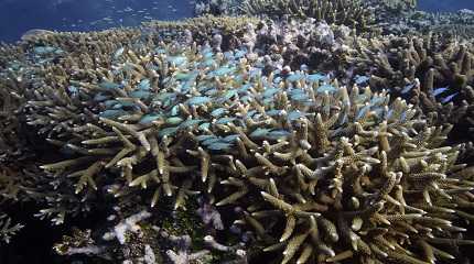 marine biodiversity