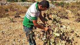  Israeli settlers uproot grapevines in West Bank