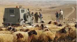 Palestinian shepherd