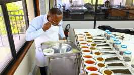 worker tastes tea samples in Kenya