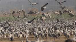migratory birds journey from Europe to Palestine