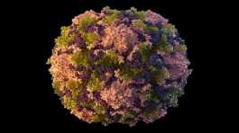 polio virus particle