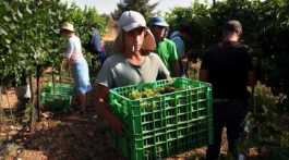 harvest grapes in illegal Israeli settlement