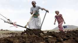 Agricultural Resilience In Yemen
