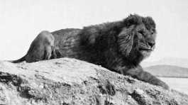 Atlas or Barbary lion