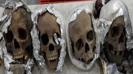 Four human skulls wrapped in plastic and aluminum foil
