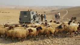 Israel settlers steal Pelestinian's sheep