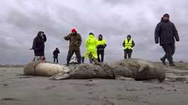 bodies of dead seals on shore of the Caspian Sea