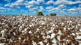 worlds largest cotton