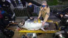 212-kg bluefin tuna was sold