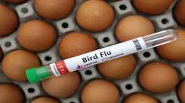 test tube labelled Bird Flu and eggs