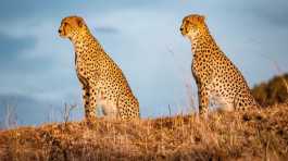 Maasai Mara national park in Kenya