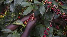 coffee production