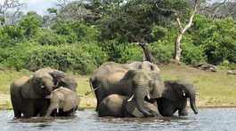Elephants in the Chobe National Park