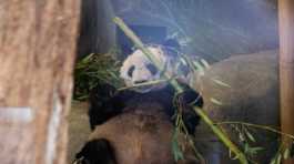 Female giant panda