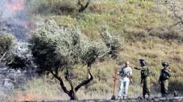 Settler fire Palestine olive grove