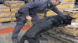 Italian finance police dog search for cocaine among a load of bananas