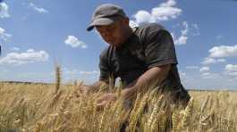 farmer Andriy Zubko checks wheat ripeness
