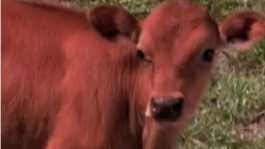Red cow calf
