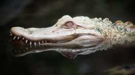  albino crocodile