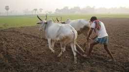 Indian farmer labour