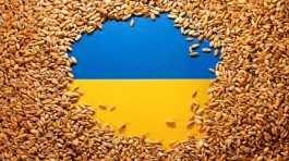 Ukrainian flag is covered with grains